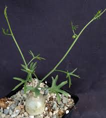 Image result for Kedrostis capensis