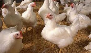 Berikut ini adalah list harga ayam potong terbaru bulan ini. Cek Harga Ayam Broiler Hari Ini Langsung Dari Peternak Aplikasi Pertanian Media Agribisnis Gdm Agri