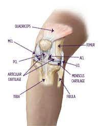 Published october 27, 2014 at 468 × 600 in knee diagram. Knee Anatomy Overview Summit Orthopedics Guide
