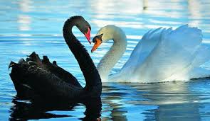 Black And White Swan Pin By Art Margaret Berard On Animals Creatures Black Swan Bird Black Swan Animal Swan Animal