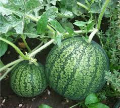 Bush varieties about 3 feet. Harvesting Watermelons When Is Watermelon Ready To Pick Updated