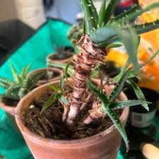 Image result for Aloe ballii