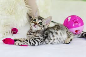 With over 30+ years experience at the same location, we have the experience to help you choose or find the right bird for your home. Pet Supply Store Business Small Business Snapshot Reports Sbdcnet