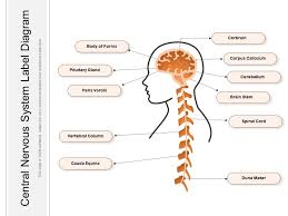 Nervous system (anterior view) the nervous system is a network of neurons whose main feature is to generate, modulate and transmit information between all the different parts of the human body.this property enables many important functions of the nervous system, such as regulation of vital body functions (heartbeat, breathing, digestion), sensation and body movements. Central Nervous System Label Diagram Powerpoint Slides Diagrams Themes For Ppt Presentations Graphic Ideas