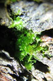 Image result for Vittaria guineensis