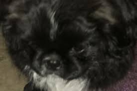 Fundraiser for Linda Campbellton by Wendy Walling Pipentacos : Save Penny