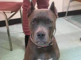 Doberman ear cropping is still very popular in many countries around the world. Dog Ear Cropping In Columbus Oh East Columbus Veterinary Hospital