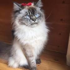 Merlin Ragdoll Cinsi Bir Kedi Kediler Ve Yavrulari Hayvan Fotografciligi Merlin