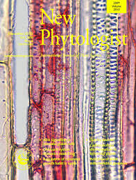 Image result for Kotschya aeschynomenoides