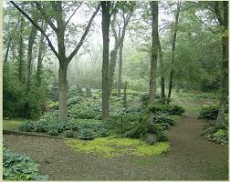 Clear Underbrush On Woods Next To House Luxury Landscaping Shade Garden Beautiful Gardens