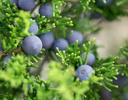 10,400+ Cedar Wood Macro Stock Photos, Pictures & Royalty-Free Images