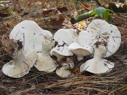 Image result for Clitocybe multiceps