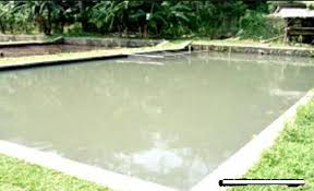 Pisang Saleak Membuat Kolam Ikan Gurame Serba Guna