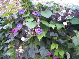 We did not find results for: Morning Glory With Hyacinth Bean Vine Texas Garden Hyacinth Bean Vine Garden Vines Flowering Vines