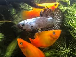 You'll receive email and feed alerts when. My Samurai Betta With Some Platies Im Breeding Aquariums