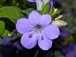Image result for Barleria obtusa