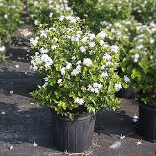 Where can i buy a jasmine plant. Buy Kunda Downy Jasmine Plant Online At Nurserylive Best Plants At Lowest Price
