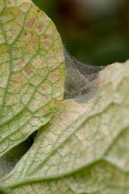 Image result for spider mites cucumber plants