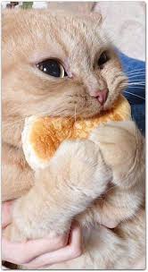 Vermisste katzen / gefundene katzen. Entzuckende Lustige Katzen 2 Katzen Entzuckende Hilariouscats Katzen Lustige Susse Tiere Baby Katzen Tiere