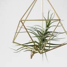 tillandsia air plant trending home deco the people of sand ハウスプラント ティランジア 植物栽培