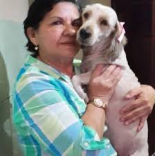 Una gatita siames embarazada aparecio en el patio de la casa de mis papis  al sur de la ciudad de Guayaquil, parece que esta perdida, no se quiere ir  de la casa,