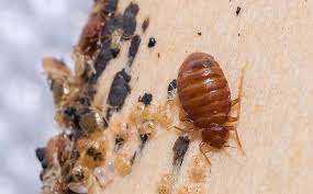 Check spelling or type a new query. Blog How To Be Sure It Is Bed Bugs Bugging Your South Carolina Home