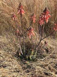 Image result for Aloe greatheadii