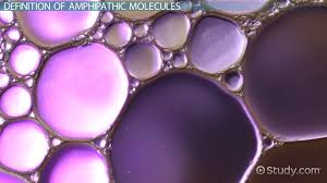 3.1 The Cell Membrane – Anatomy & Physiology