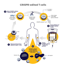 How Crispr Is Changing Cancer Research And Treatment National Cancer Institute