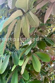 Image result for Monodora