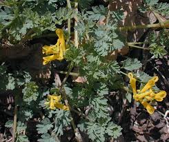 Image result for Corydalis