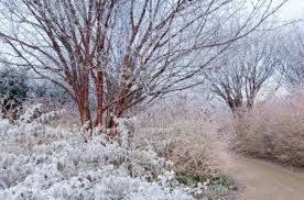 Winter Garden Texture Substance Prunus Serrula Cornus Sanguinea Winter Beauty At Anglesey Abbey Cambr Winter Garden Ornamental Cherry Beautiful Gardens