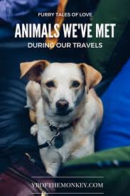 Animal Encounters Adorable Four Legged Friends We Ve Met While Traveling Dog Travel Pet Travel Cat Travel