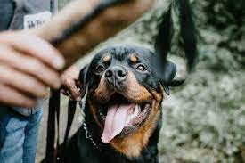 Dan semua mimpi anjing masuk rumah. Arti Mimpi Digigit Anjing Awas Tanda Dikhianati