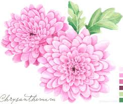 Bigprint Little Blog By Allison Langton Flower Drawing Chrysanthemum Tattoo Watercolor Tattoo Flower