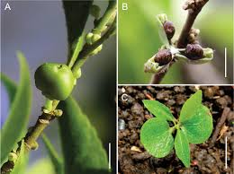 Image result for Rinorea