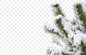# christmas tree png & psd images. Winter Snow Smile Tree Png 1000x643px Winter Branch Christmas Tree Conifer Evergreen Download Free