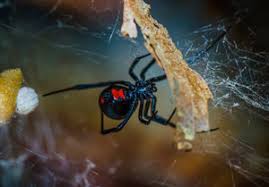 Black Widow Spider Size Chart 7 Most Common Dangerous