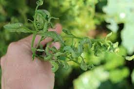 Maybe you would like to learn more about one of these? I Think I Poisoned My Garden The Prairie Homestead