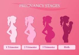 Image result for First Trimester Education