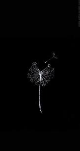We have a massive amount of hd images that will make your computer or smartphone look absolutely fresh. Iphone Nice Black Background Novocom Top