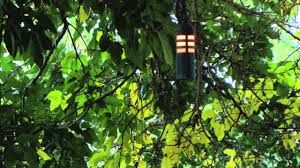 Hanging Tree Landscape Lighting Fixtures Youtube