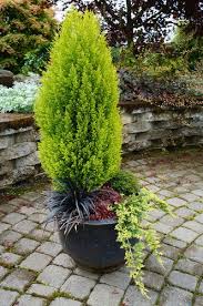 Image result for Cupressus macrocarpa