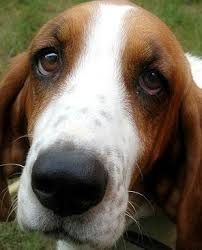5 beagle basset hound mix puppies for sale. Basset Hound Beagle Puppy And Dog Mix Basset Hound Dog Basset Hound Beagle Basset Hound
