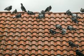 It's actually not difficult to keep a pigeon from roosting on your roof. How To Get Rid Of Pigeons From Your Roof And Keep Them Away Pest Defence