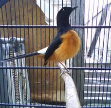 Dari segi suara, murai bordan memiliki irama lagu yang bervariasi. 3 Ciri Fisik Burung Murai Batu Borneo Paling Akurat Yang Sudah Terbukti Kicau Mania