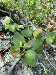 Image result for Ficus muelleriana
