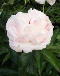 In this detailed peonies care guide, you will learn exactly how to grow peony flowers in your garden. Ron Boekel My Gardening Path Gardening Australia The Peony Society
