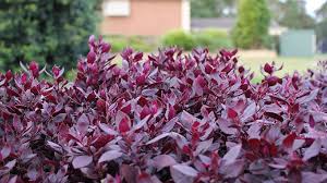 Alternanthera is a genus of flowering plants in the family amaranthaceae. Alternanthera Dentata Little Ruby The Gardener The Gardener