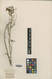 Image result for Astragalus atropilosulus